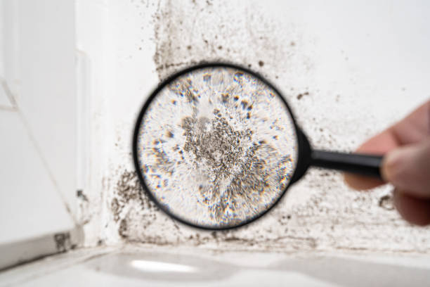 Best Commercial Mold Inspection  in Adwolf, VA